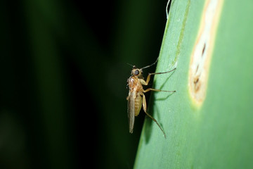 A fly on a green leaf