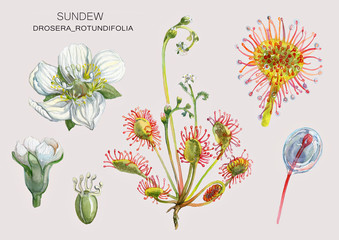 Drosera_rotundifolia