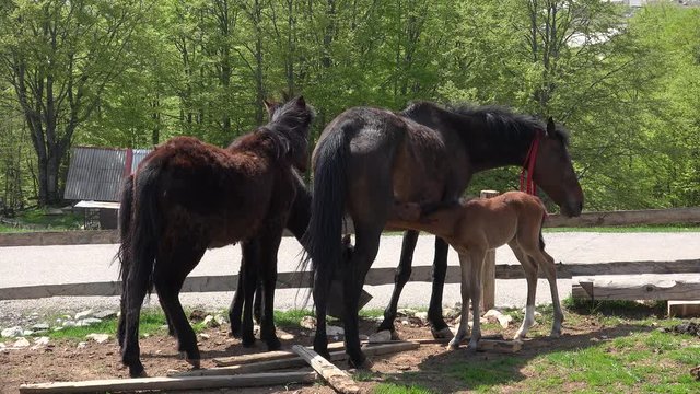 One-day old foal is drinking mother's milk at a ranch. Zabljak, Durmitor, Montenegro 