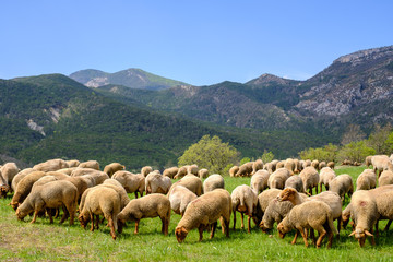 Troupeau de moutons sur pâture, Alpes de Haute Provence, Gorges du Vegdon, France.	