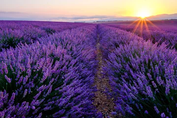Poster Im Rahmen Lavendelfeld in voller Blüte, Sonnenaufgang. Plateau de Valensole, Provence, Frankreich. © Marina
