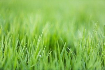 Grass.