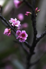 Fototapeta premium cherry blossom flower
