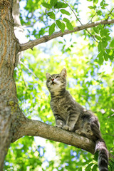 Obraz premium cute tabby kitten climbed a tree in the summer garden and looks into the distance