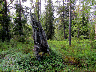 polar forest