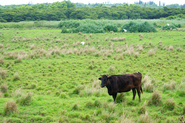 西表島の和牛