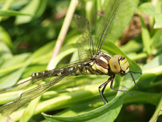 Blue Hawker (Aeshna cyanea) sitting on a green leaf