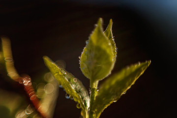 Drops of rain water on green leaf glow in sun. Inspirational natural floral spring or summer garden or park under soft sunlight and blurred bokeh background. Ecology fresh nature landscape wallpaper