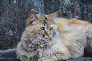 毛足の長い野良猫(愛媛県)