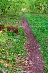 Forest path between trees in summer. Path in green forest in spring.