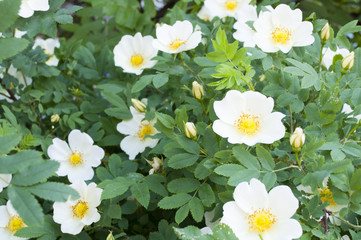 White roseflower bush background
