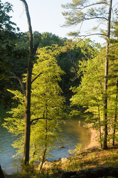 Forest And Lake At Red Top Mountain State Park, Georgia, USA. The New, Spring Leaves Of The Trees Illuminated By Warm, Late Afternoon Light.