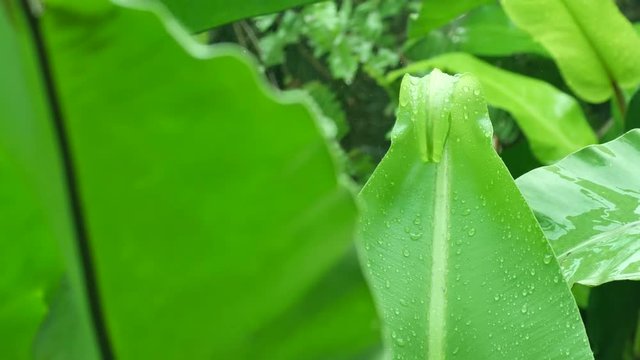 rain fall on the green leaf of fern under wet condition