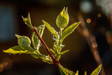 Drops of rain water on green leaf glow in sun. Inspirational natural floral spring or summer garden or park under soft sunlight and blurred bokeh background. Ecology fresh nature landscape wallpaper