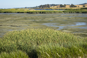 Fototapeta na wymiar Wetlands bird refuge area