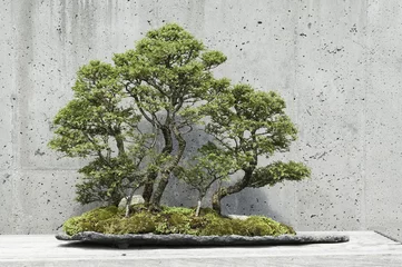  Chinese elm (seiju) bonsai trees against a concrete wall. © Steve