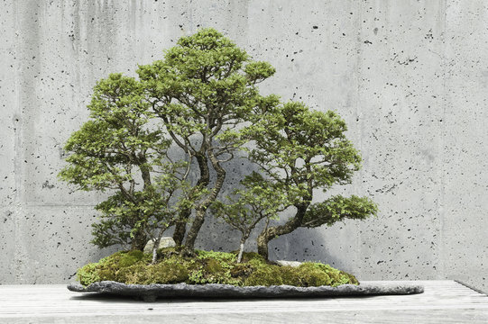 Chinese elm (seiju) bonsai trees against a concrete wall.