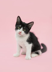 black and white baby cat l sitting on a pink background sticking out his tongue