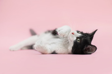 black and white baby cat laying on a pink background and looking up