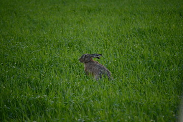 Hare