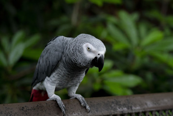 African Grey Parrot
