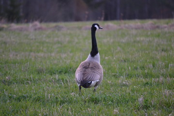 Geese