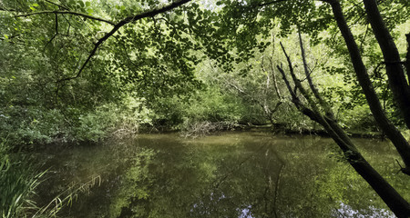 Wild part of Shefield Lake - Uckfield, United Kingdom