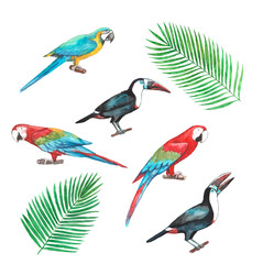 Set  of tropical birds and palm leaves (macaws and toukans)