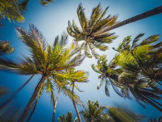 looking up, sky and palm trees -  summer vacation  