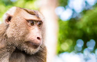 Macaque Crab-eating, Macaca fascicularis, portrait of wild monkey Thailand looking to the left on the right with copy spase on a blurred background of the jungle