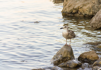 gull nestling young bird brown with webbed feet stands on stone looking out to the open sea copy space postcard marine theme travel coast wildlife