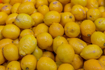 bright yellow fruit lemon background set set of fruits ingredient base of lemonade cocktail and dessert tresses freshness sourish dishes