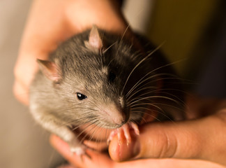 rat fluffy gray looking cautiously sitting in hands holding on to finger focus on left half of muzzle