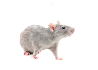 young gray rats playful young nimble on white isolated background beautiful hobby for children responsible for a pet