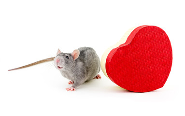 gray rat with gift box red heart shape day symbol saint valentine holiday design festive on isolated background