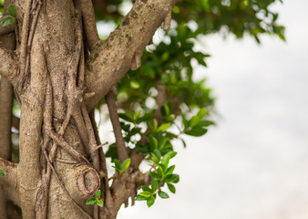 high brown tree thick branch of liana long intertwined close-up on a background of blurry foliage copy space tropical design postcard