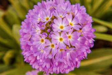 Obraz premium Primrose Primula with violet flowers. Inspirational natural floral spring or summer blooming garden or park under soft sunlight and blurred bokeh background. Colorful blooming ecology nature landscape