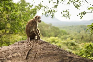 Wall murals Monkey Toque macaque monkey sitting and looking at view at Sri Lanka.