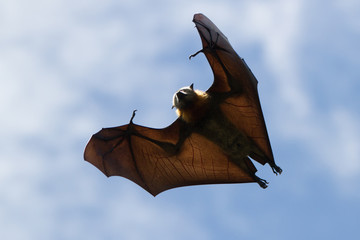 Fototapeta na wymiar Flying Fox with Veins Visible