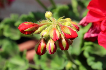 Naklejka na ściany i meble Geranium red flower buds starting to bloom surrounded with small light green leaves on warm sunny day