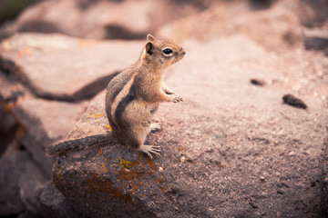 Naklejka na ściany i meble A small, curious chipmunk standing on a rock. 