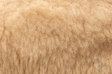 Raw wool background