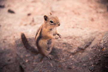 Naklejka na ściany i meble A small, curious chipmunk standing on a rock. 
