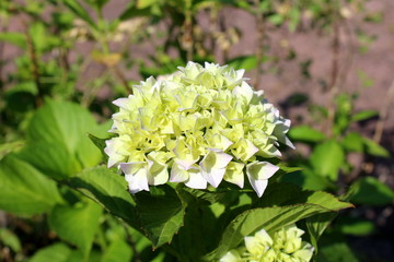 Hydrangea or Hortensia garden shrub with multiple small shade of white and light green flowers with pointy petals surrounded with thick green leaves on warm sunny day