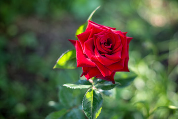 Rose with soft light and blurred background. Garden roses are very attractive and graceful, the color of the rose conveys the mood, and the thorns symbolize strength