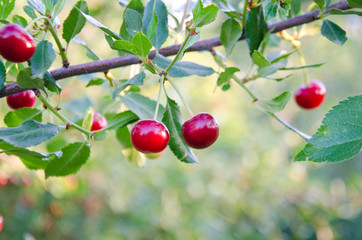 cherry berries on a branch selective focus