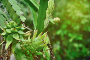 Dragon fruit on plant, Raw Pitaya fruit on tree, A pitaya or pitahaya is the fruit Grows in the tropics ,Light from the sun shines down on Dragon Fruits tree. Thailand.