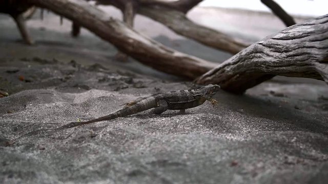 Slow motion running iguana in Danta&rsquo;s Beach Costa Rica