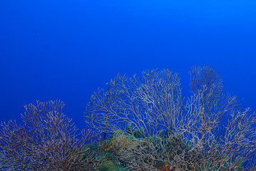 A coral reef in tropical water is a habitat to an abundance of marine life. The colorful underwater structure was shot in the Caribbean sea  around Grand Cayman