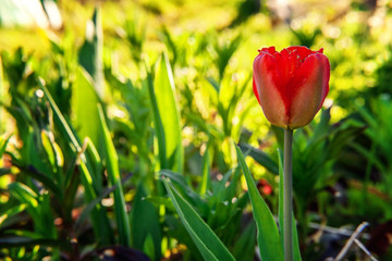 Fototapeta premium Flower red tulip start to bloom buds. Inspirational natural floral spring or summer blooming garden or park under soft sunlight and blurred bokeh background. Colorful blooming ecology nature landscape